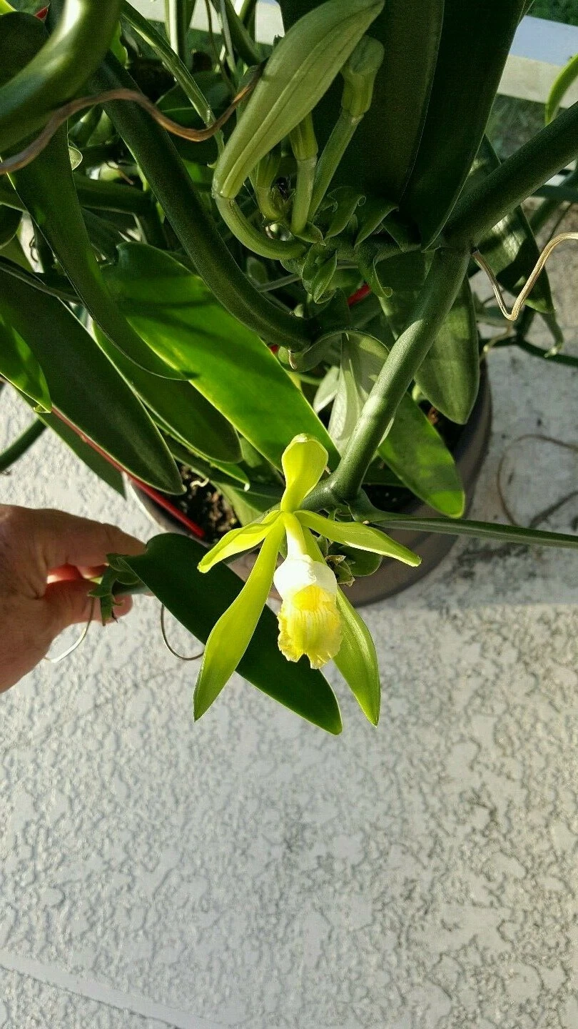 Vanilla Bean Orchid Cutting – 12 Inch Unrooted Vanilla planifolia Vine for Propagation, Tropical Climbing Orchid, Green Foliage