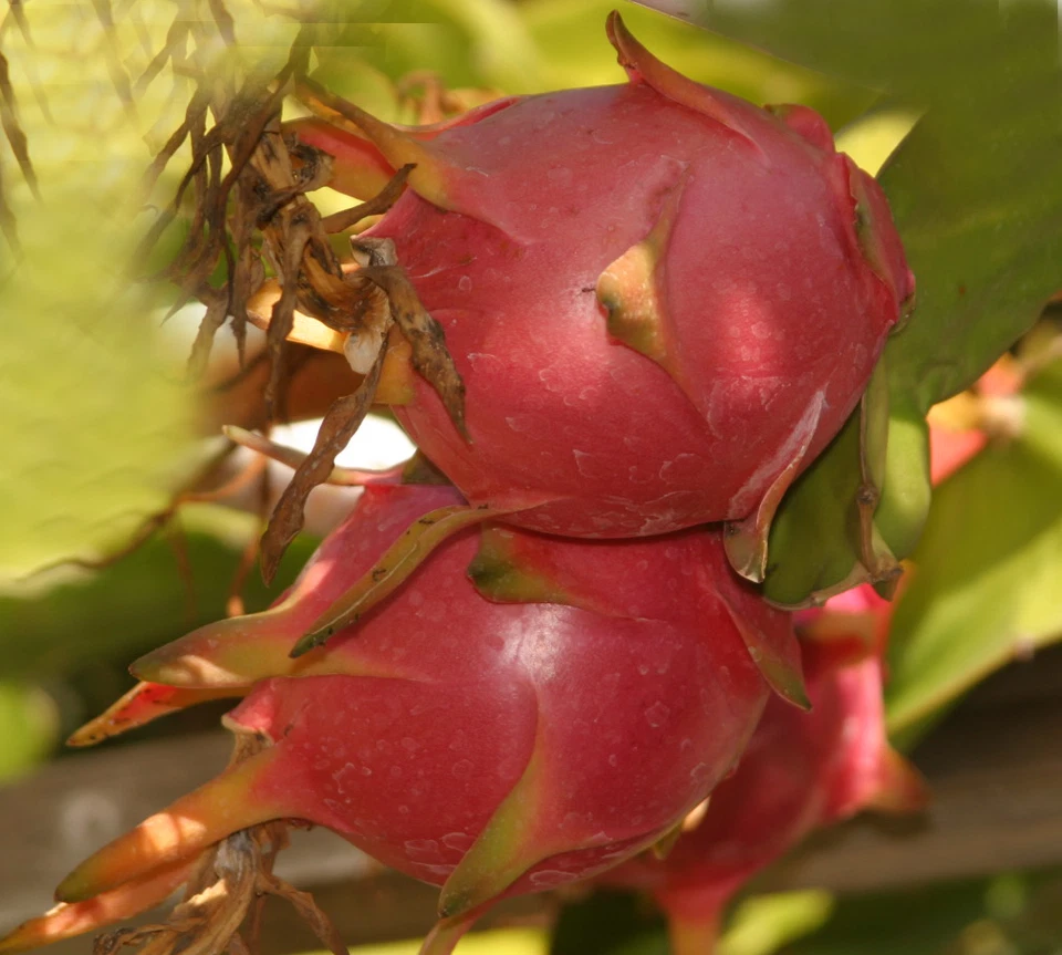 Rooted Halley's Comet Dragon Fruit Plant – Hylocereus Undatus Hybrid, Red-Flesh Variety, 4–7 Inch Starter