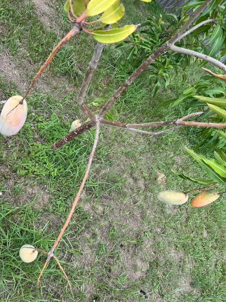 Mahachanok Mango Cutting | Unrooted Stem for Grafting or Rooting | Thai Mango Variety | Mangifera indica
