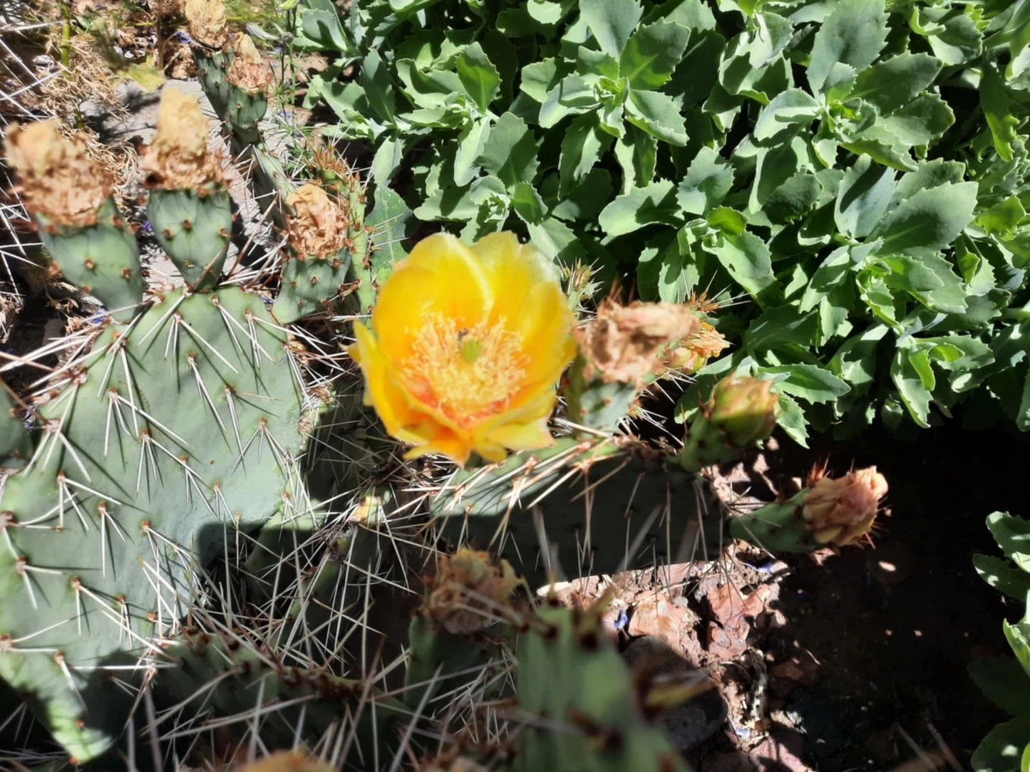 Opuntia Phaeacantha Prickly Pear Cactus Live Plant or Pad Cutting for Desert Garden, Drought-Tolerant, Full Sun, Well-Draining Soil