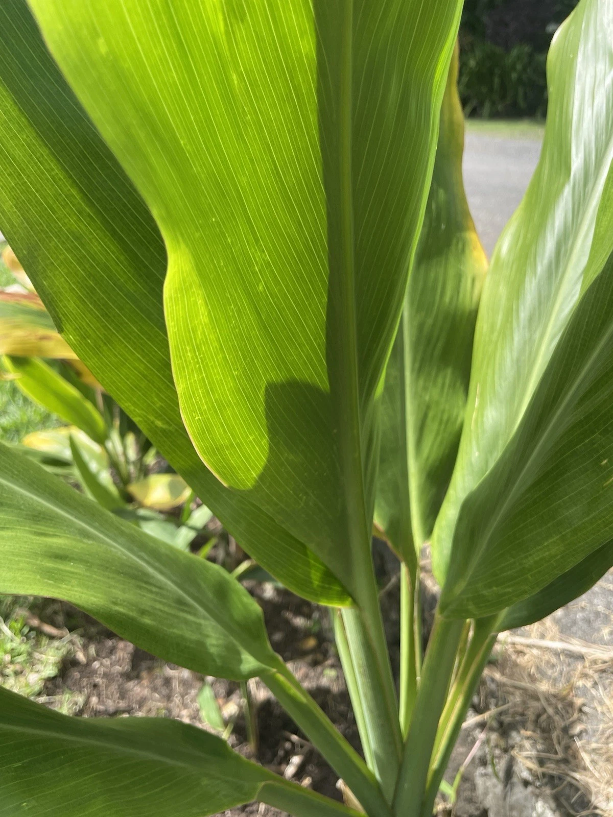 Green Ti Leaf Cuttings – 2 Hawaii-Grown Manoa Logs for Rooting, Cordyline fruticosa Tropical Foliage Plant