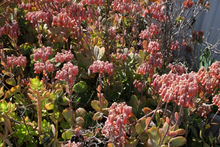Kalanchoe fedtschenkoi Succulent Cuttings Full Box Load Unrooted Propagation Blue-Green Foliage