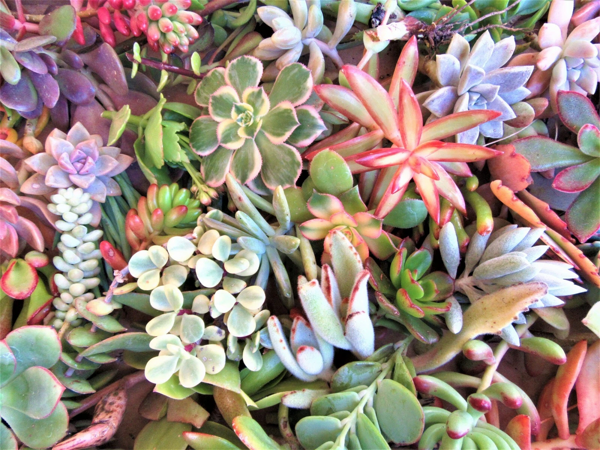 Large Succulent Cuttings Mix – 50 Fresh Cuttings, 25 Varieties, 3–6" Sizes, Crassulaceae, Rooting, DIY Planters, Arrangements