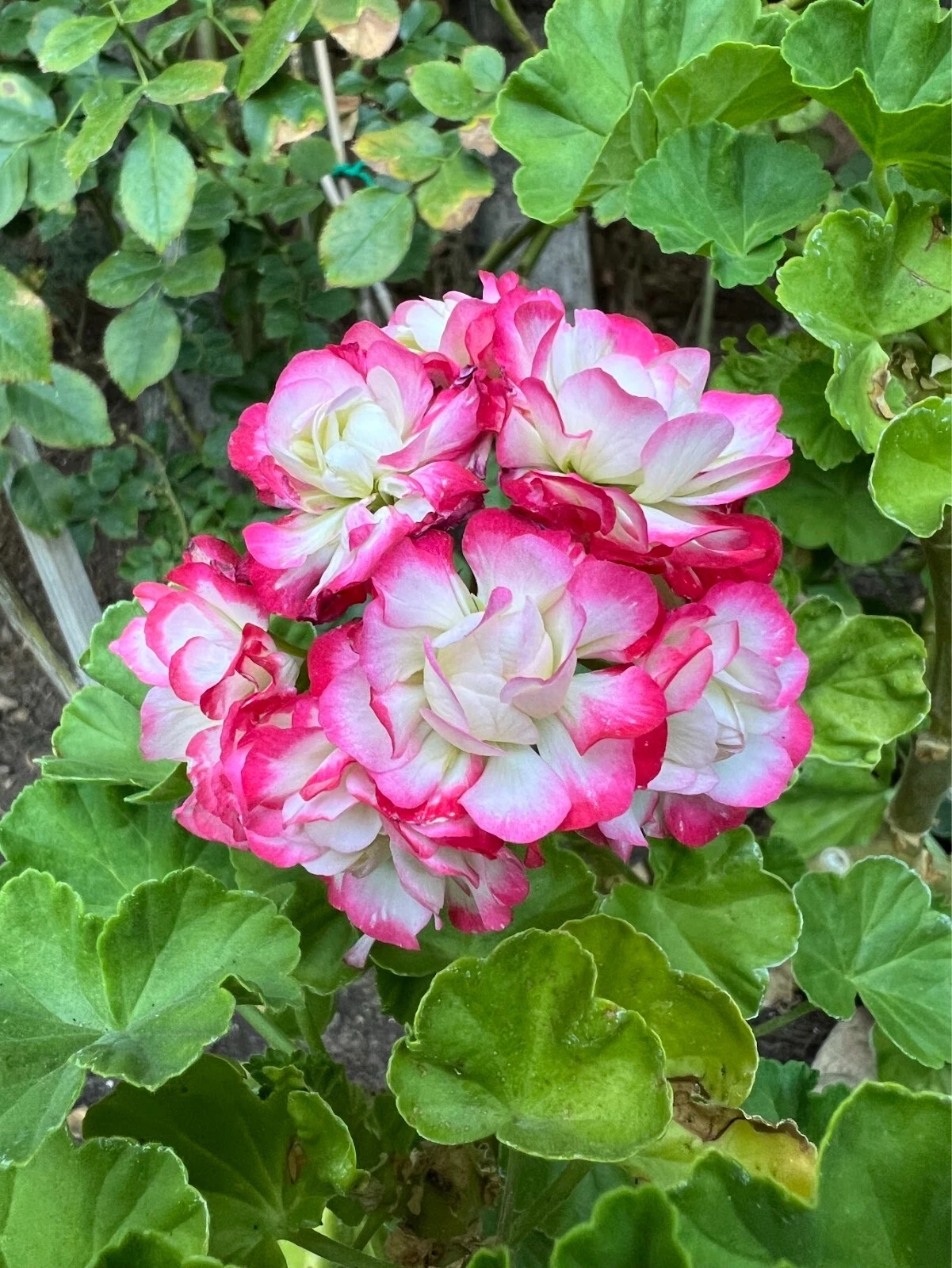 Double White Geranium Cuttings – Pink-Edged Pelargonium Unrooted Stems for Propagation & Planting