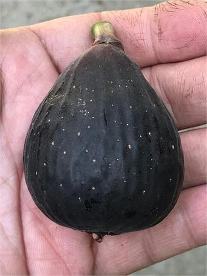 Violette de Bordeaux Fig Cutting – Hardwood Stem with 3+ Nodes, Over 8 Inches, Rooting Plant, Ficus carica, Fruit Tree