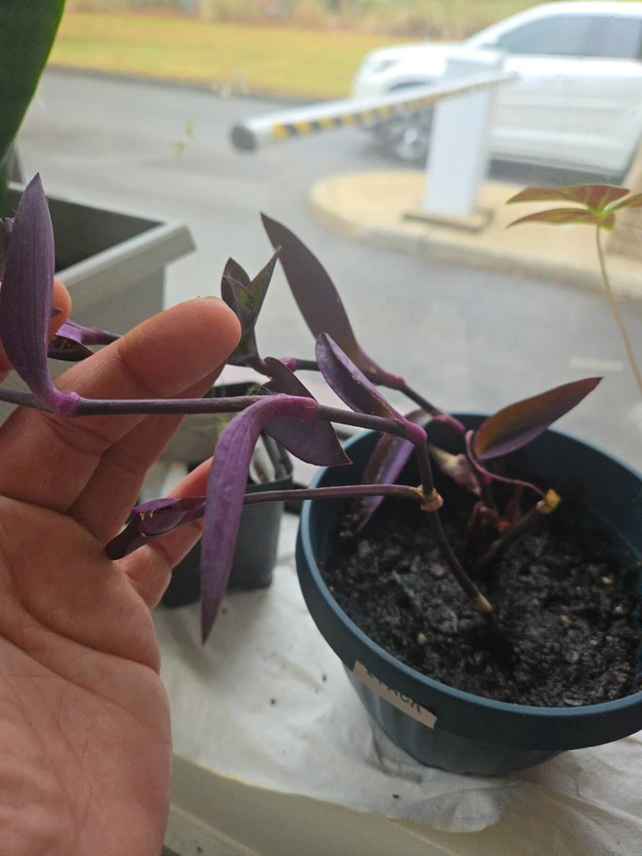 Purple Heart Wandering Jew Live Cuttings – 5+ Tradescantia pallida Purpurea Plant Stems with Deep Purple Foliage
