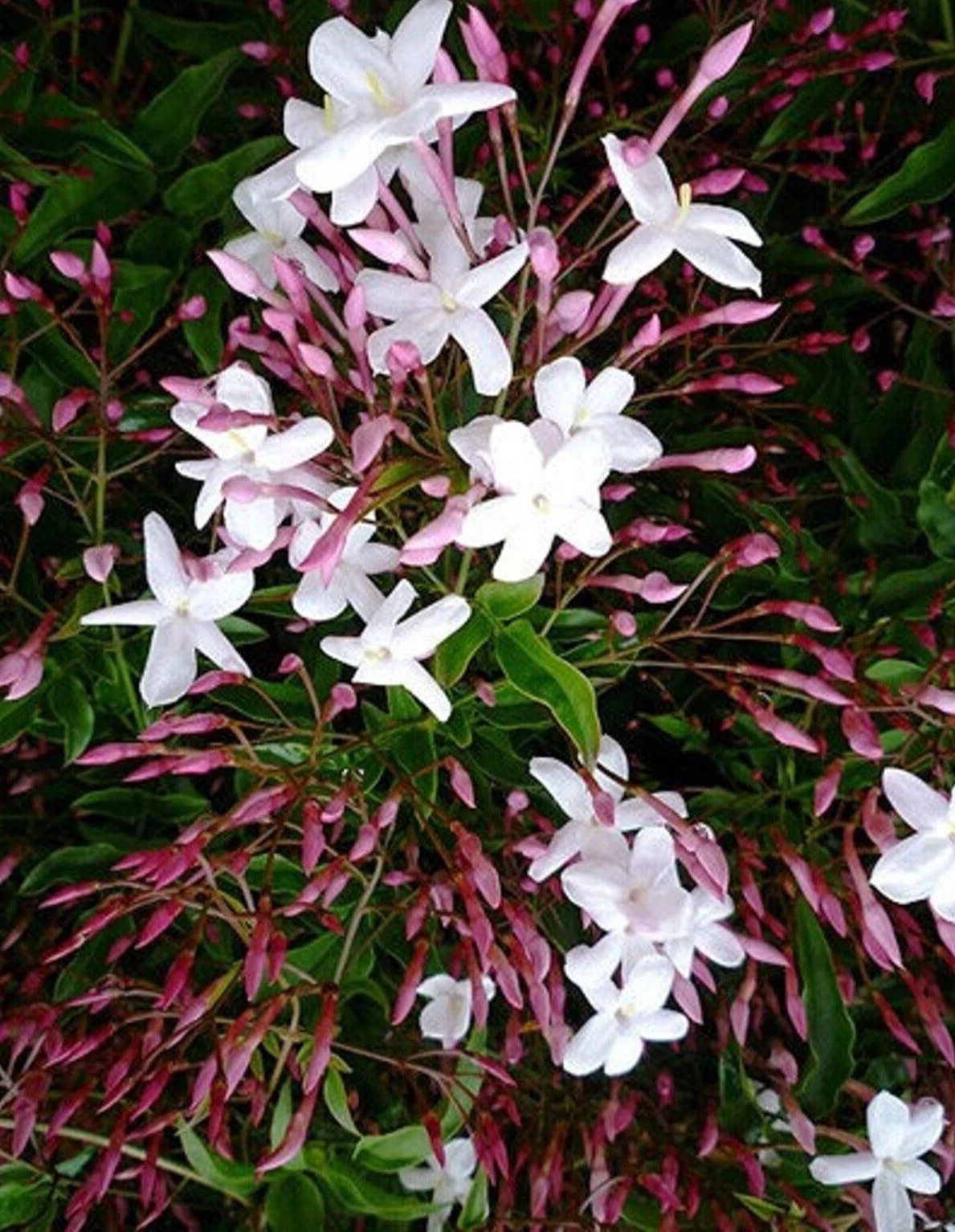 Pink Star Jasmine Cuttings – 10 Live Unrooted Vine Cuttings, 12 Inches, Trachelospermum jasminoides ‘Pink’ Flowering Vine