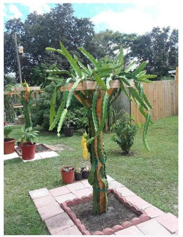 Dragon Fruit Cactus Plant 18-inch Hylocereus undatus Self-Pollinating Live Potted Plant for Indoor & Outdoor Growth