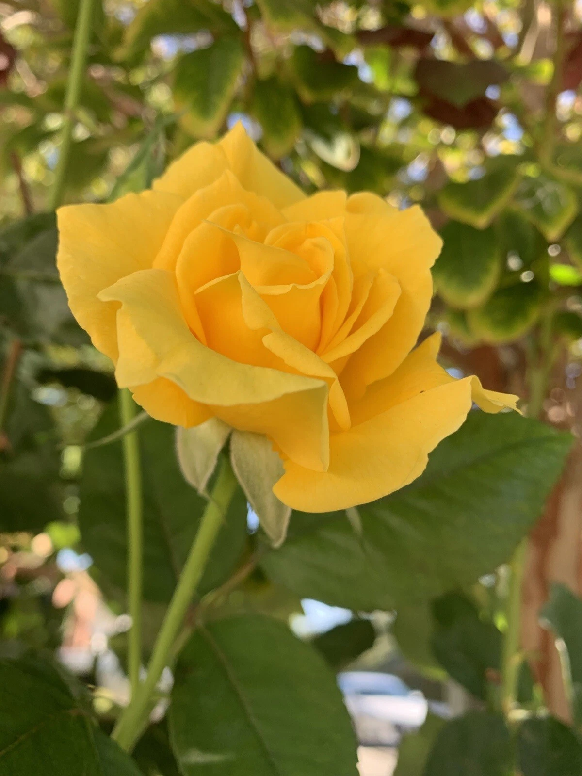 Radiant Perfume Rose Unrooted Cuttings – Large Yellow Fragrant Rose Stems for Propagation, Garden Planting, Rosa Cultivar