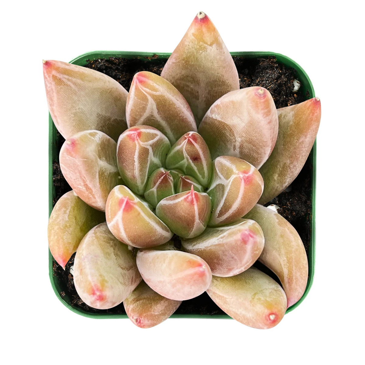 Echeveria Psyche Succulent – Live Rooted Rosette in 2-Inch Pot, Indoor Decorative Houseplant, Small Green to Pastel Foliage