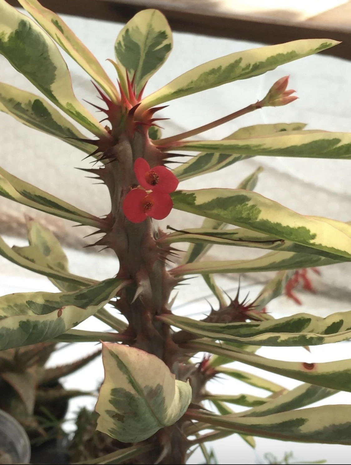 Variegated Euphorbia Crown of Thorns Plant in 4" Pot | Succulent with Colorful Leaves & Sturdy Stems