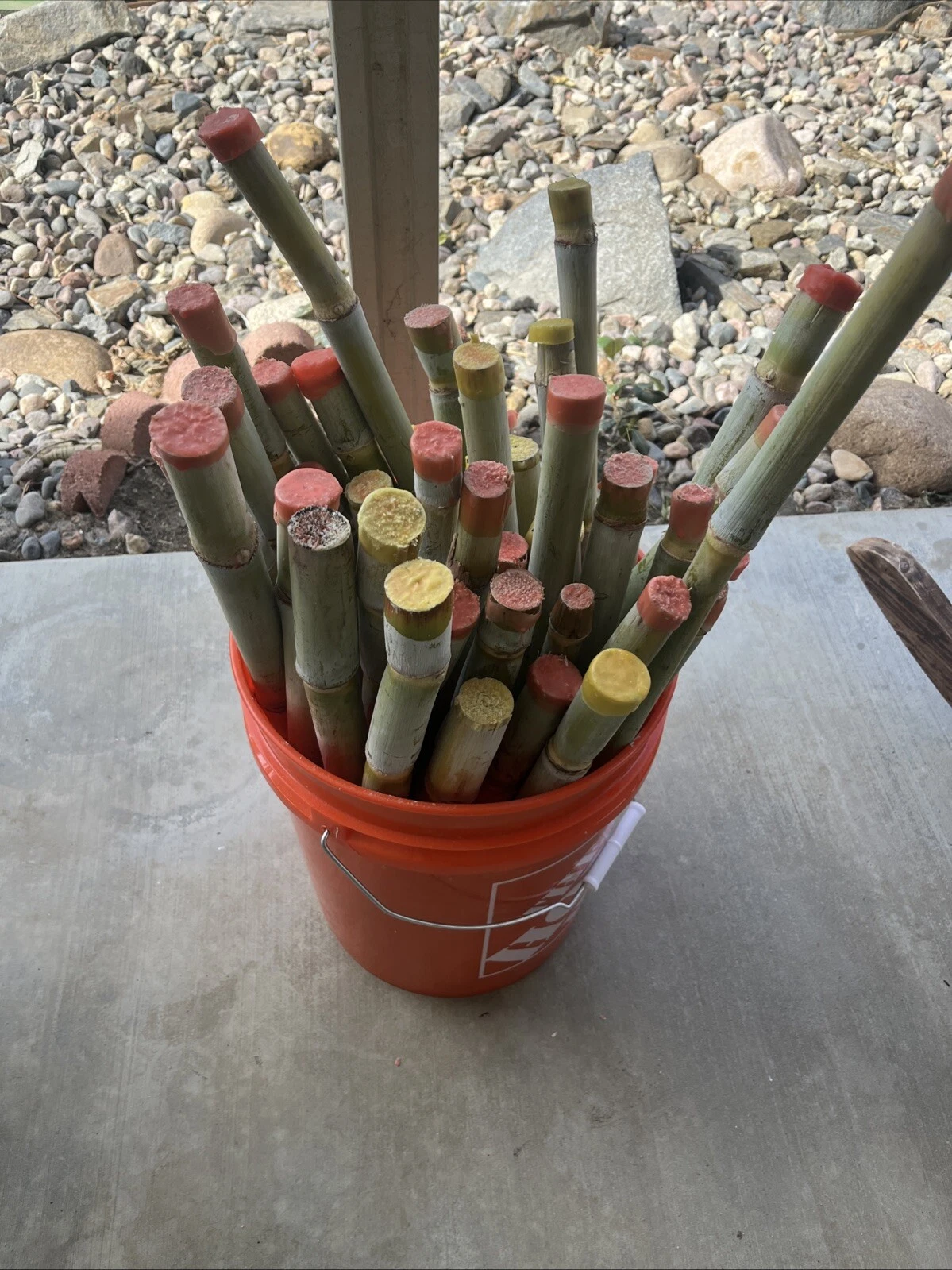 Fresh Sugarcane Cuttings 3 Pack | Saccharum officinarum Tropical Edible Grass for Gardening