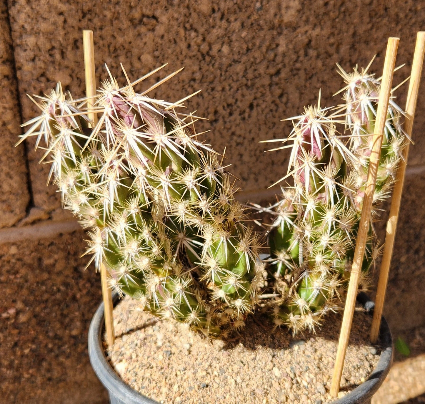 Live Cactus Segment - Grusonia clavata Club Cholla Desert Cactus Cutting - Drought-Tolerant, Easy to Root, Xeriscape Plant