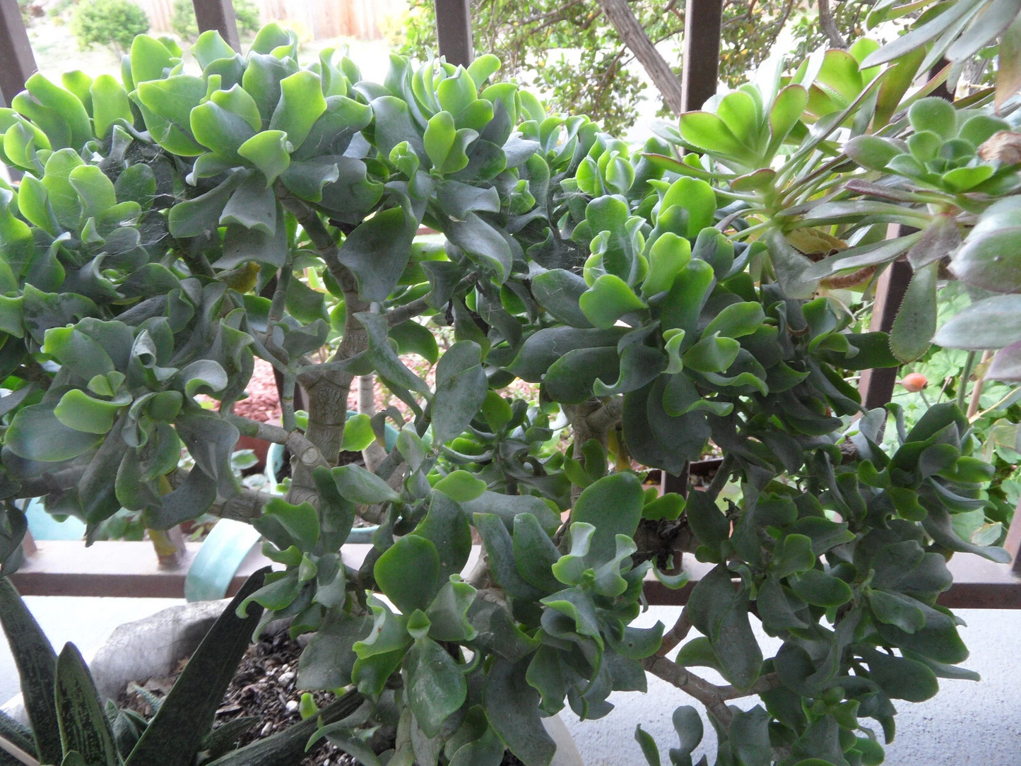 Ripple Curly Jade Succulent Cuttings – Lot of 3, 4-5 Inch Crassula arborescens Undulatifolia Propagation Plants