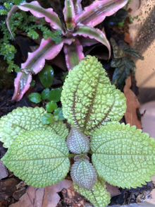 Moon Valley Pilea Mollis Cutting Plantlet – Textured Green Foliage for Terrarium & Indoor Growing