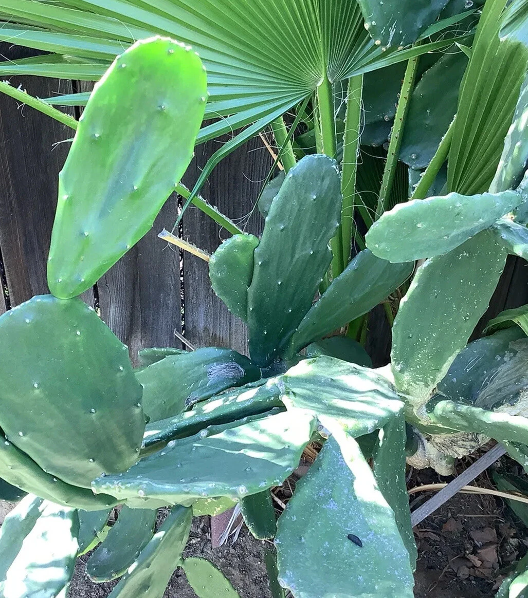 Prickly Pear Cactus Pads 4 Pack | Edible Nopal Opuntia ficus-indica | Drought-Tolerant Live Cactus for Garden & Container