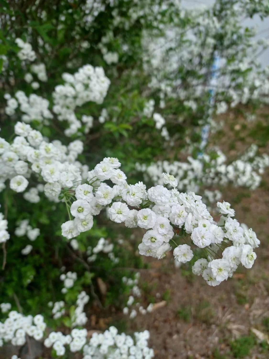 Unrooted Bridal Wreath Spirea Cuttings – 10 Fresh Stem Propagation Material, White Flowers, Spiraea spp.