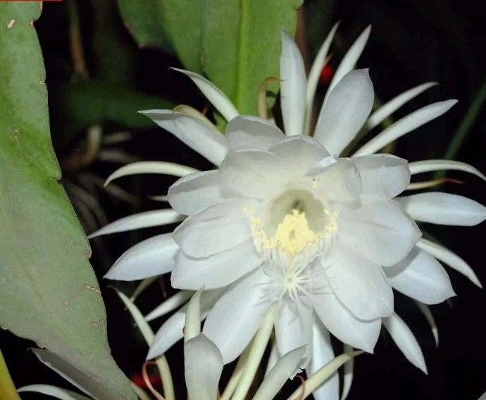 Epiphyllum oxypetalum Orchid Cactus Cuttings – 4 Unrooted 6-Inch Trailing Stem Pieces for Propagation, Queen of the Night, Live Plant Material