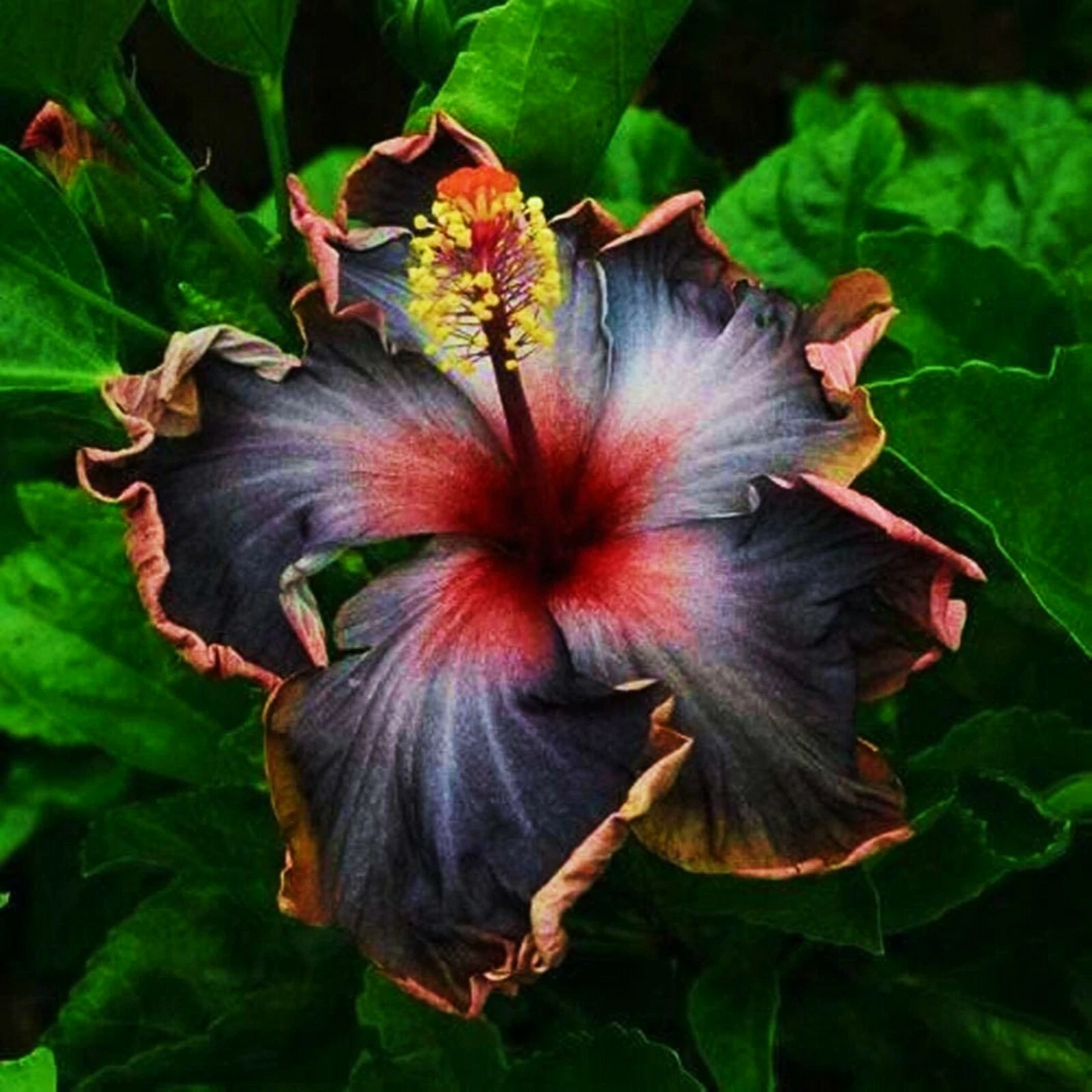 Hibiscus moscheutos Starter Cuttings – 7 Unrooted Hardy Hibiscus Mallow Plant for Garden & Container Propagation