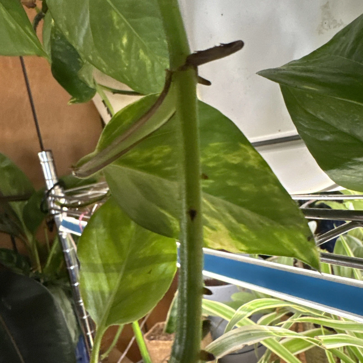 Rooted Golden Pothos Cutting – Live Epipremnum aureum Indoor Houseplant, Trailing Climber, Variegated Green and Gold Foliage