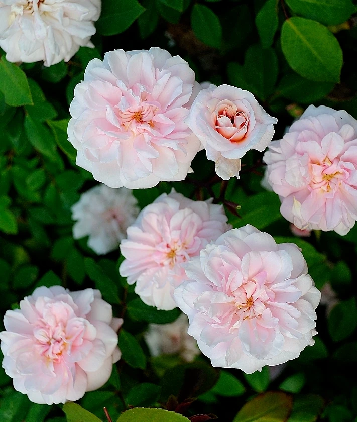 Cecile Brunner Rose Cuttings 8pcs | Antique Pink Rose Variety for Rooting | Rosa ‘Cécile Brünner’ Live Plant Propagation