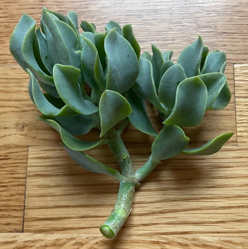 Ripple Wavy Jade Plant, Crassula undulatifolia, Succulent, Live Plant, Unrooted or Rooted, Wavy Foliage, Indoor Container Plant