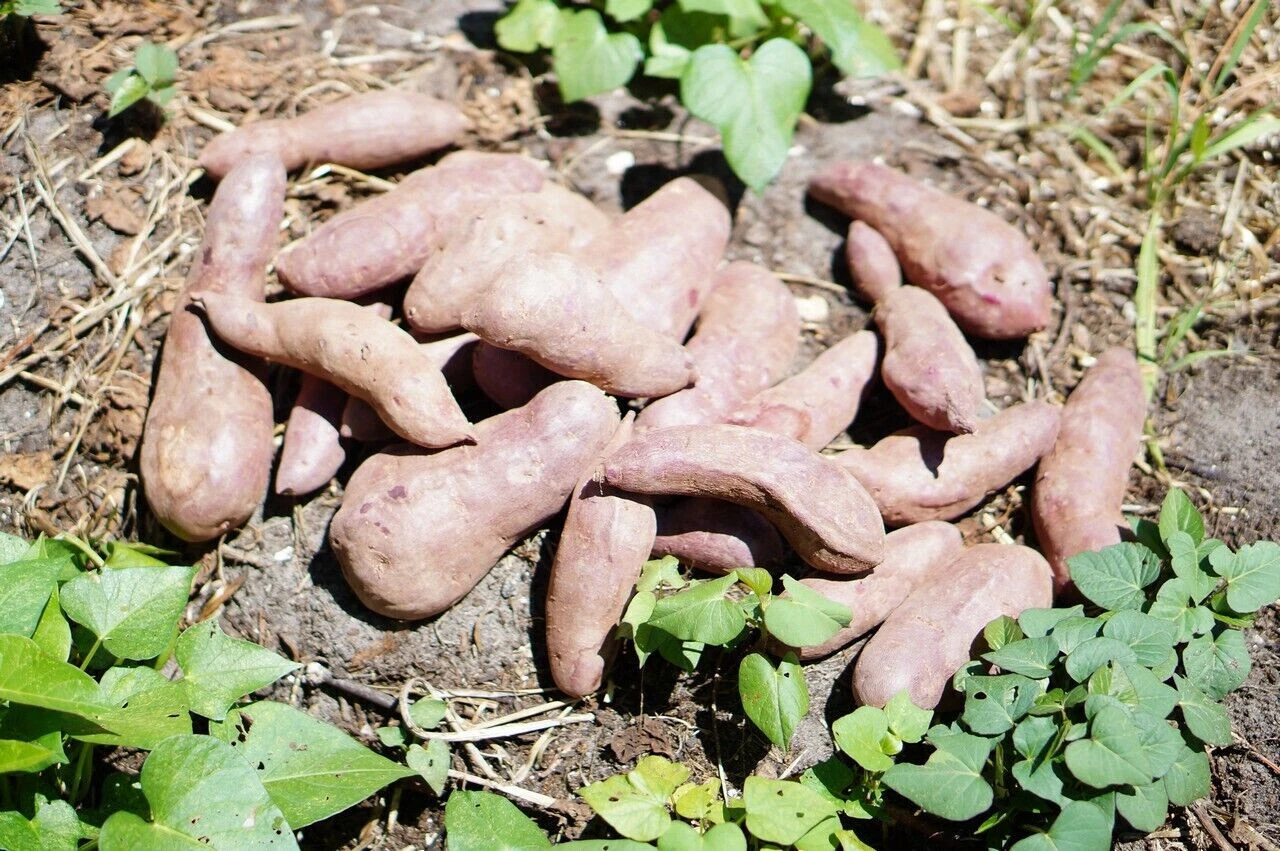 Sweet Potato Slips – 10 Unrooted Cutting Vines, Mixed Varieties, Ipomoea Batatas, Warm-Season Vine, Garden & Container Planting