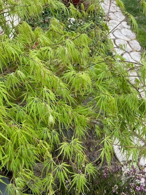 Japanese Dwarf Maple Tree Cuttings – 6 Inch Acer palmatum Propagation Grafting Bonsai Clippings