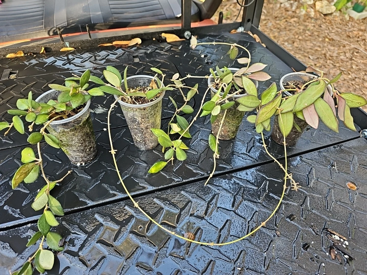 Hoya burtoniae Rooted Cutting – Wax Plant, Trailing Vining Houseplant, Bare Root Shipped
