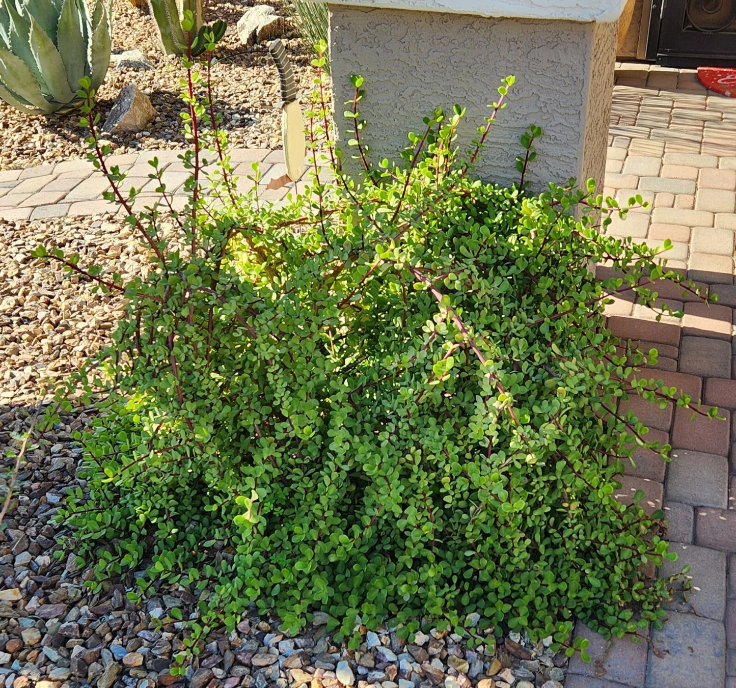 Succulent Cuttings - 5 Unrooted Portulacaria afra 'Mammoth' Elephant Bush Propagation Plant
