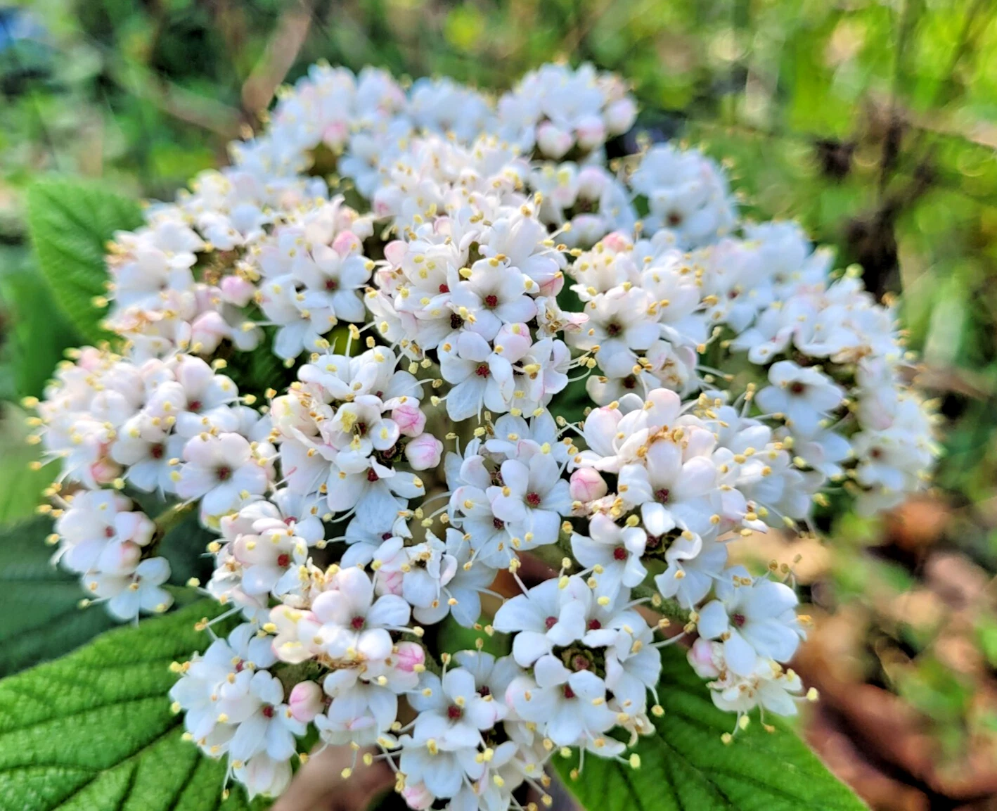 Viburnum x rhytidophylloides 'Allegheny' Cutting Pack – 4 Unrooted Flowering Shrub Propagation Cuttings