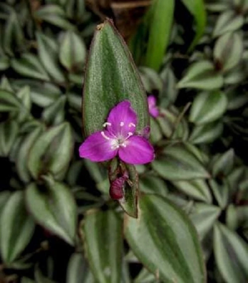 Tradescantia Zebrina Evanesce Live Potted Plants – 5 Variegated Purple Green Foliage Wandering Jew Indoor Houseplants