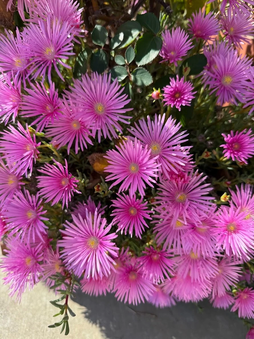 Magenta Ice Plant Cuttings – 10 Unrooted Delosperma cooperi Succulent Ground Cover for Rock Gardens & Borders