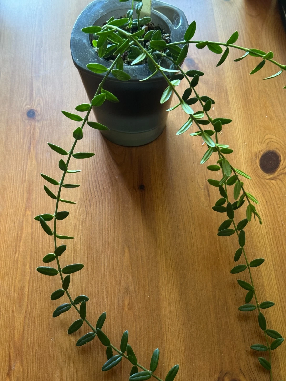 Hoya Engleriana Cutting – 4 Node Unrooted Vining Houseplant Propagation Plant