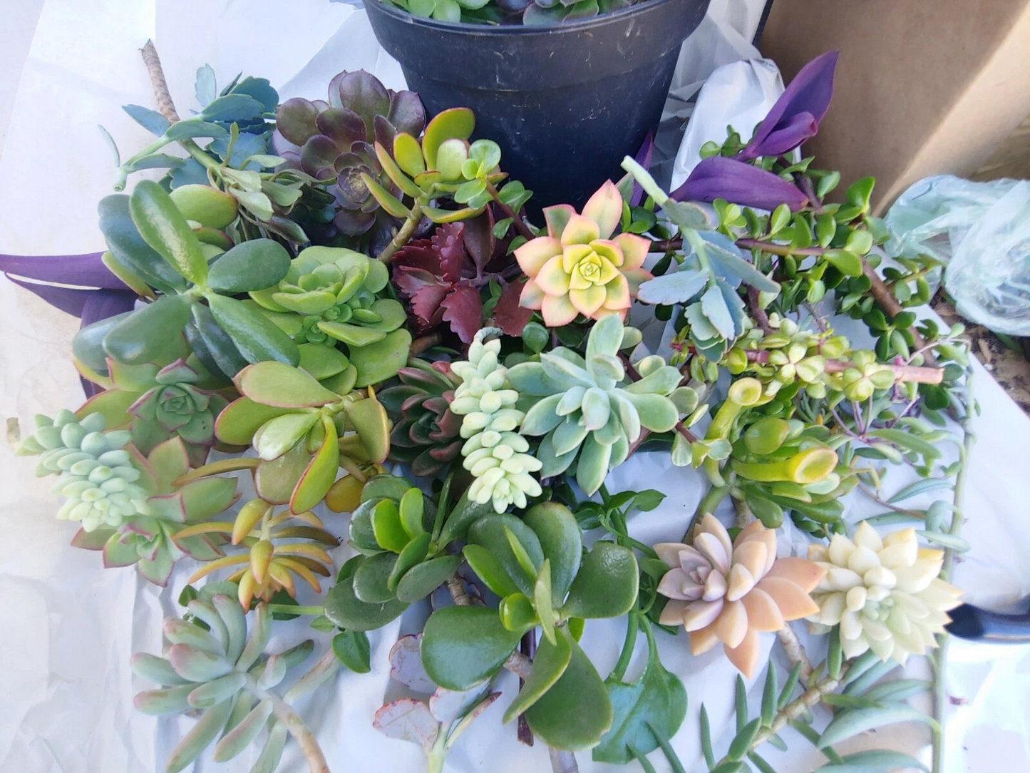 Mixed Succulent Cuttings 4-6 Inches, Colorful Varieties, Unrooted Starter Plants for Propagation and DIY Arrangements