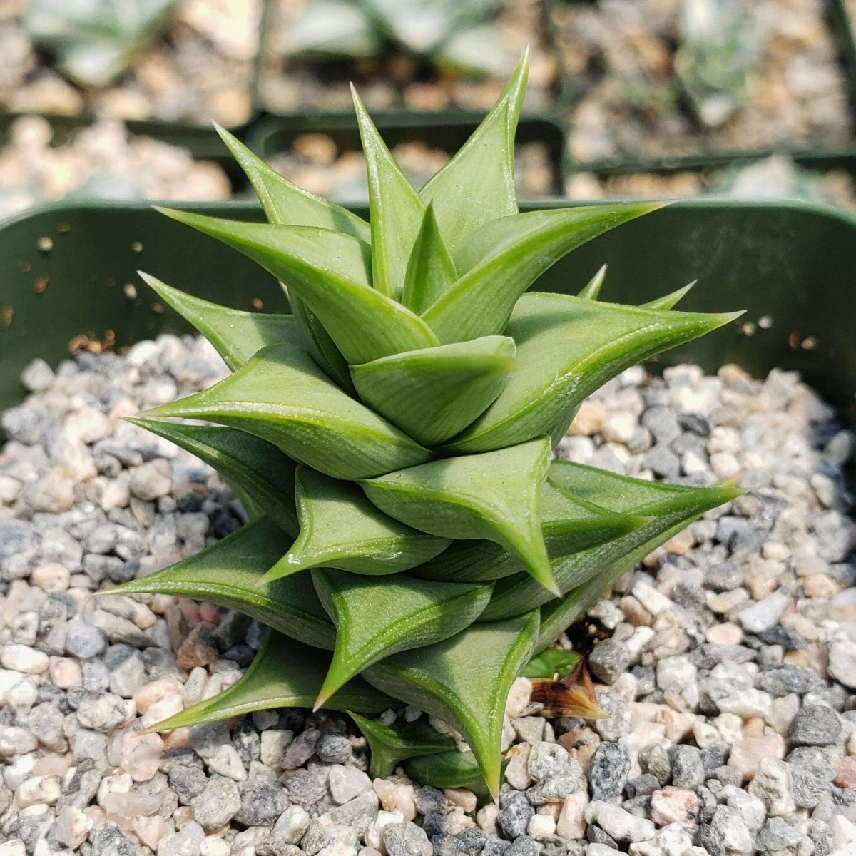 Astroloba spiralis Live Succulent Plant in 4-Inch Pot, Rare Spiral-Form Cacti-Like Indoor & Rock Garden Display