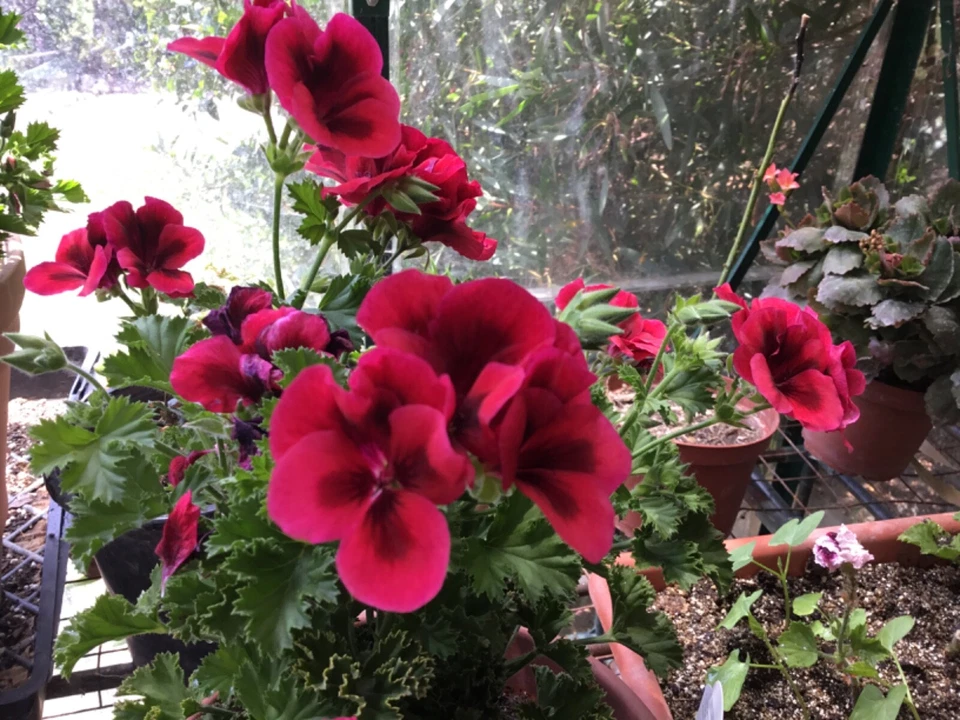 Martha Washington Geranium Cuttings – 6 Pelargonium Regal Mix Stems for Rooting, Colorful Flowering Perennial, Garden & Container Plant