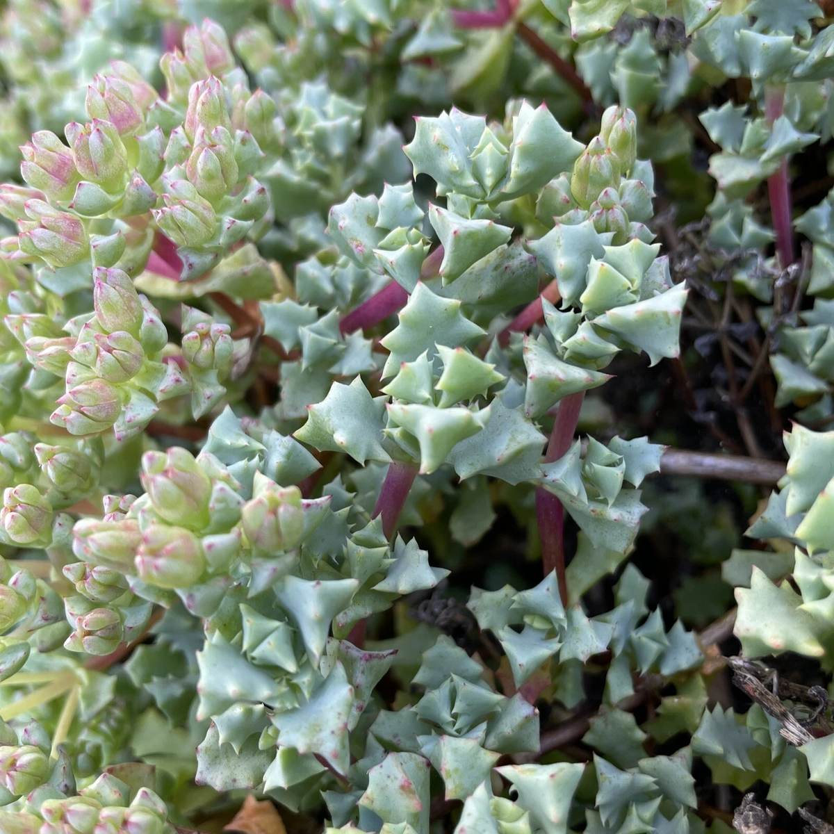 Oscularia deltoides Succulent Cuttings – 10 Fresh 4-6 Inch Dew Plant Starts for Propagation, Drought Tolerant, Pink Blooms