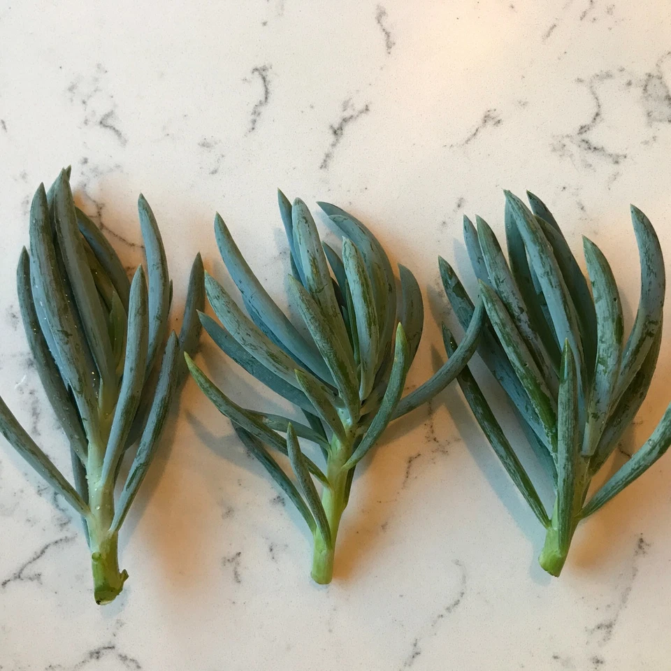 Blue Chalk Sticks Succulent Cuttings – Senecio mandraliscae – 3 Live 5-Inch Propagation Stems for Indoor & Outdoor Gardens
