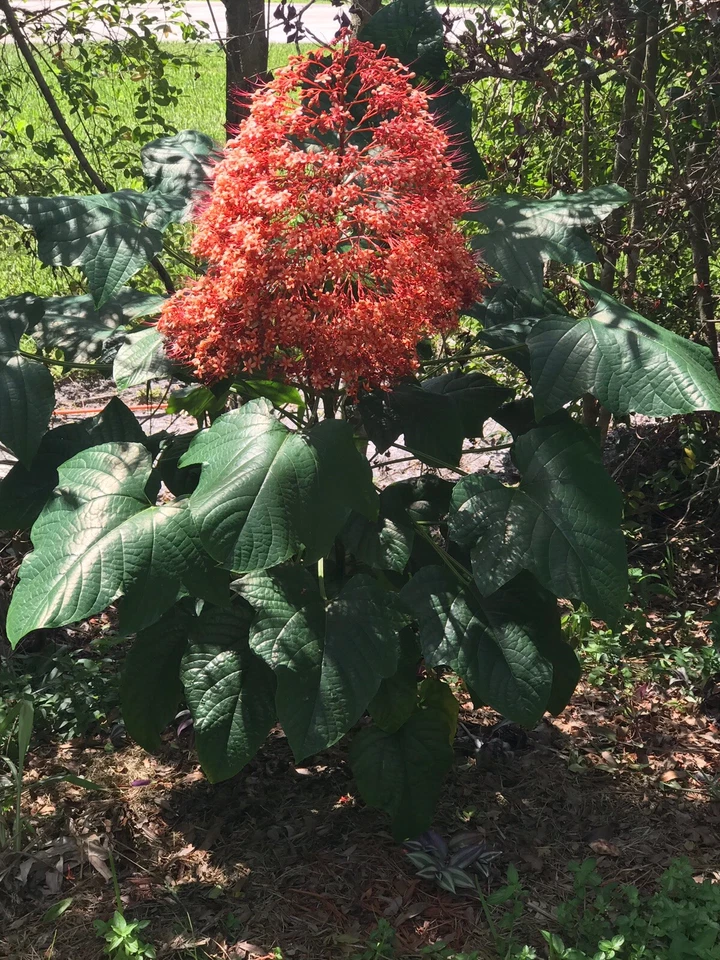 Clerodendrum paniculatum Cuttings 6pcs | Orange Pagoda Flower Plant | Tropical Ornamental Starter | Pyramid Tower Flower