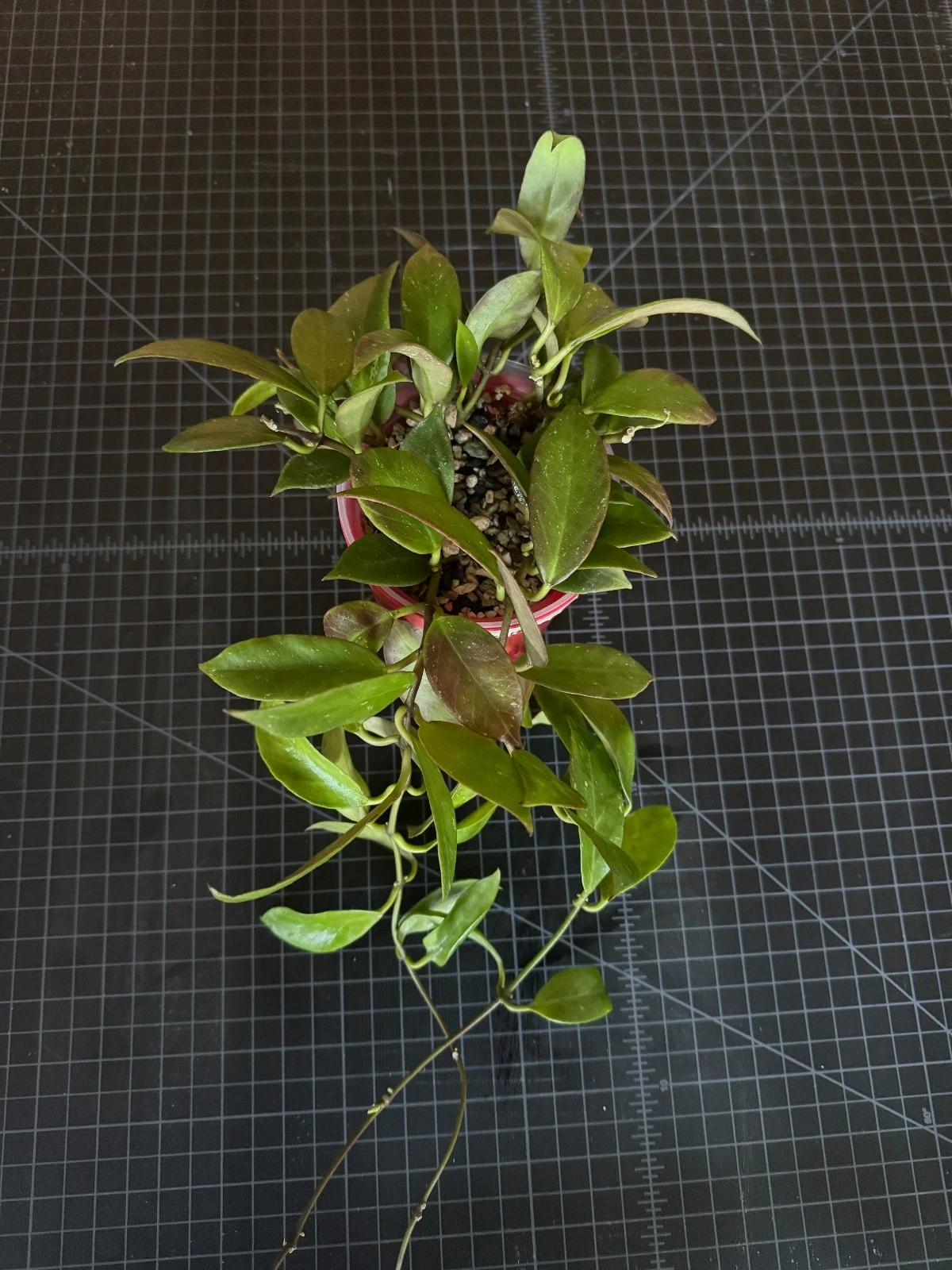 Hoya Sunrise 1-Node Cutting, Rare Hybrid Hoya lacunosa × obscura, Sun-Stressed Red Veining, Tropical Houseplant, Live Starter for Collectors