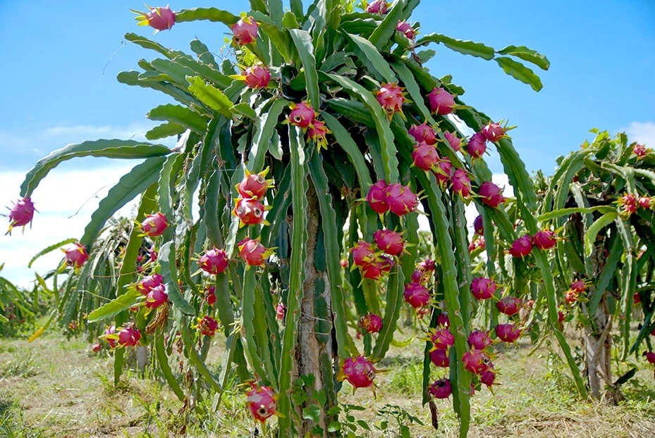 Vietnamese White Dragon Fruit Cuttings – 3 Fresh 12-Inch Hylocereus undatus Clippings for Rooting and Growing
