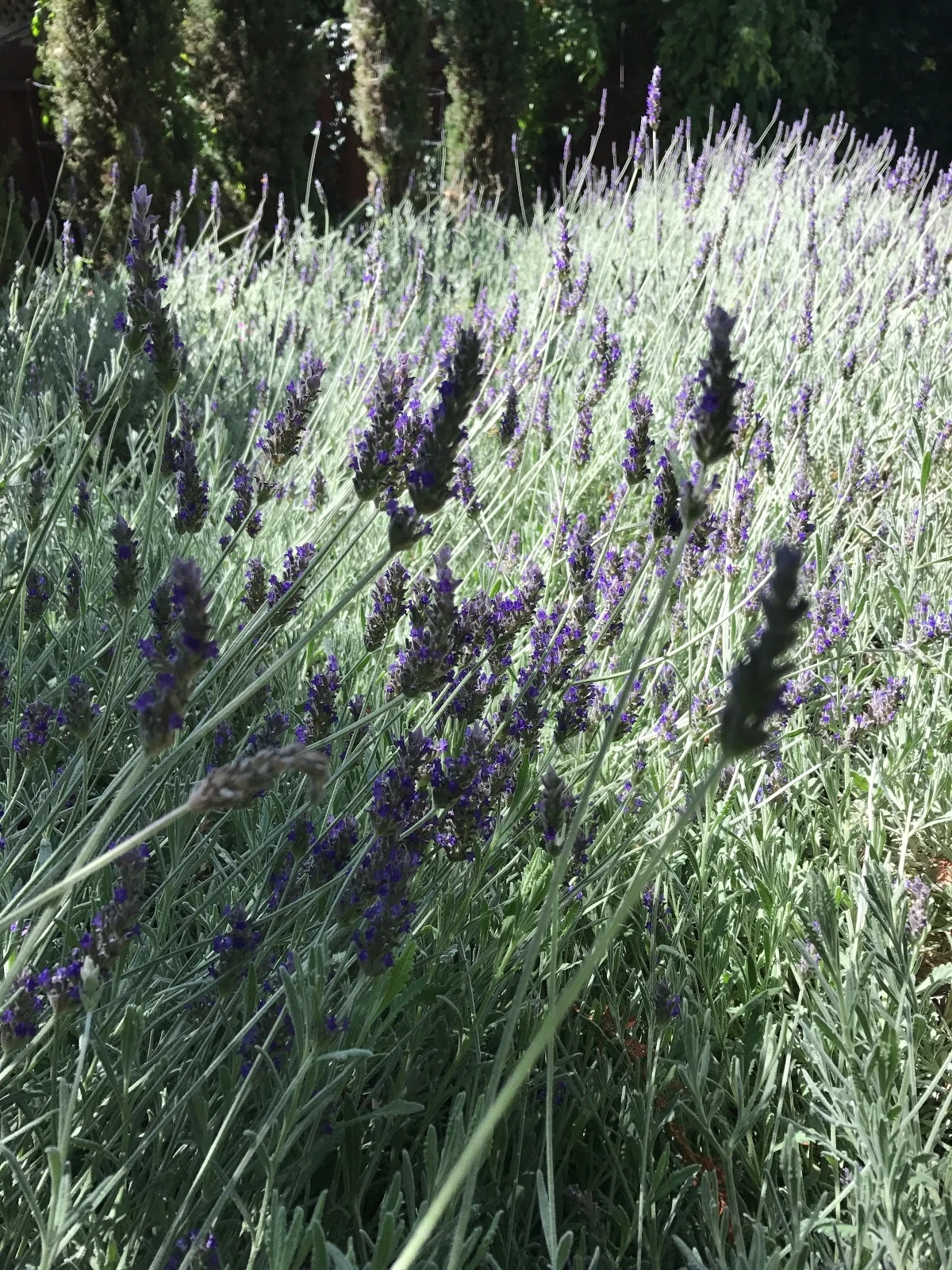 Organic California Lavender Cuttings – Live Lavandula angustifolia Stems for Rooting, Fragrant Purple Blooms, Drought-Tolerant, Full Sun