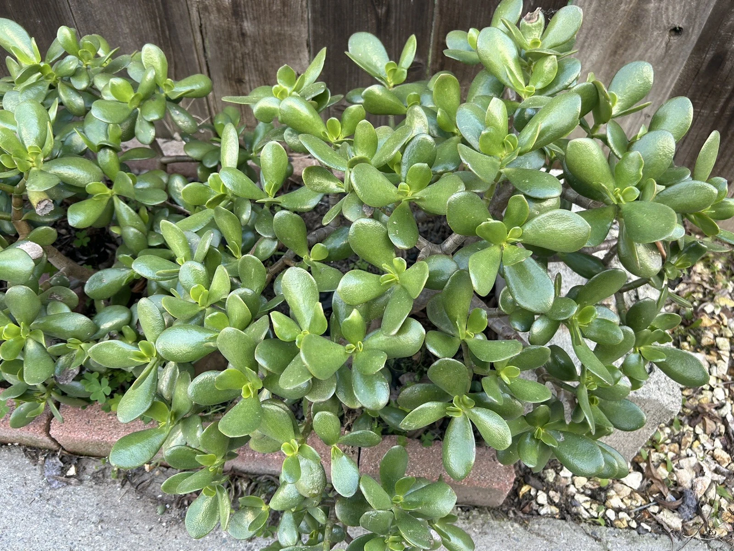 Jade Plant Cuttings – 5 Live Succulent Stems 3–5 Inches Crassula ovata Propagation Indoor Outdoor