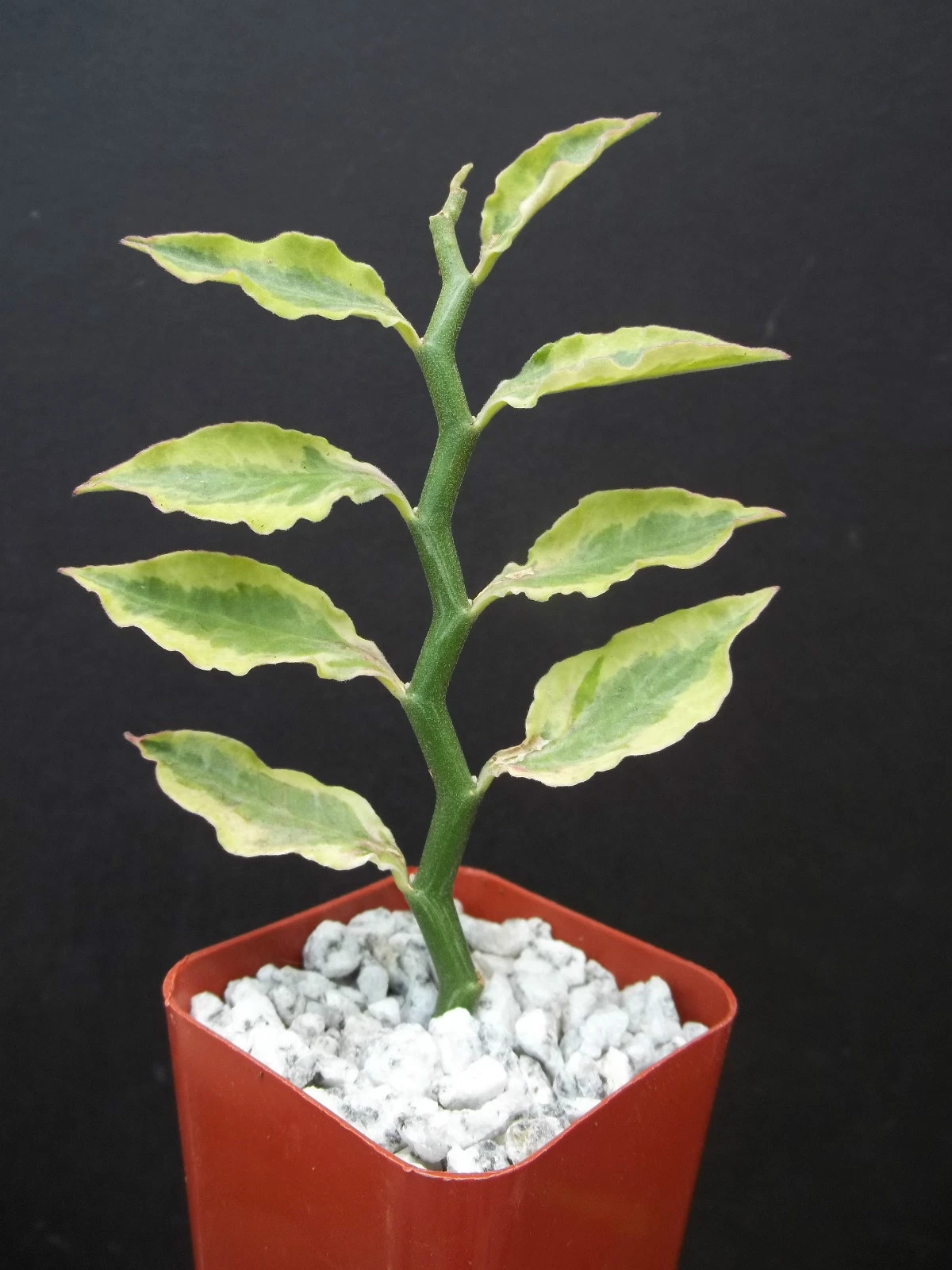 Pedilanthus Tithymaloides Yellow Variegated Plant – 2" Starter, Zigzag Succulent, Rare Indoor Ornamental, Colorful Foliage, Exotic Houseplant