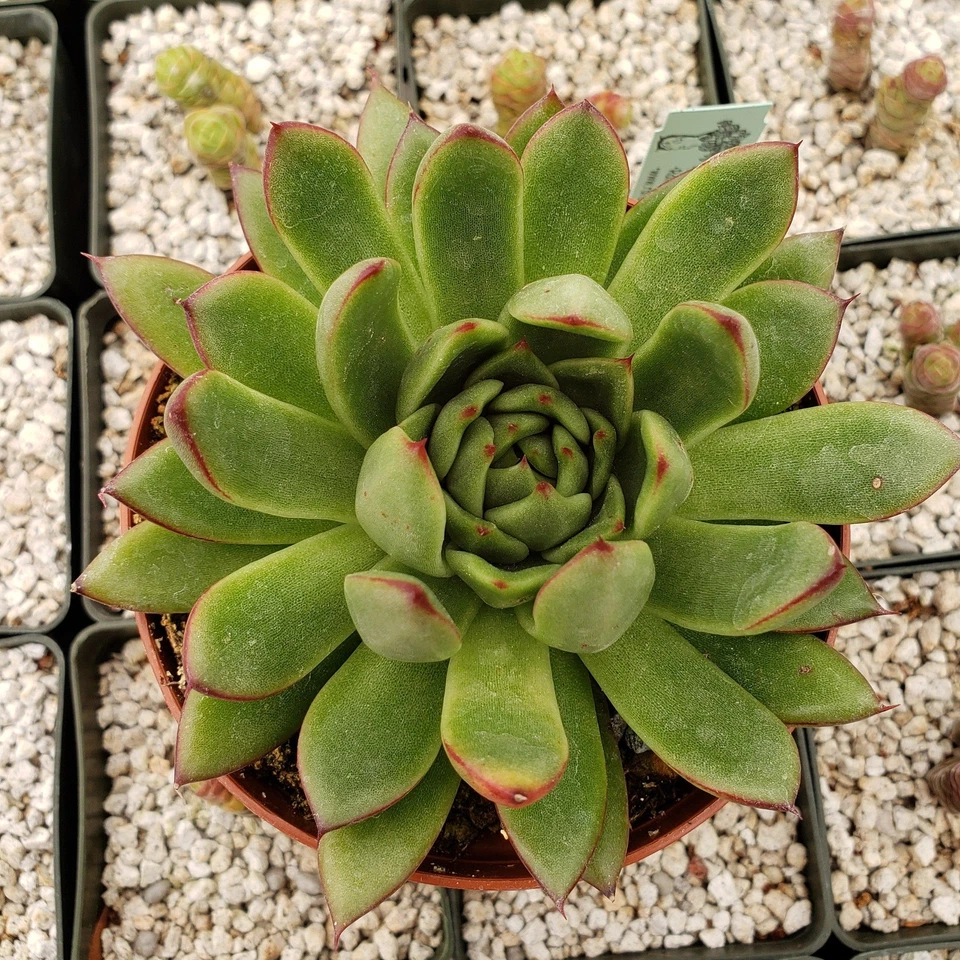 Echeveria agavoides Live Succulent Plant 4" Pot | Rosette, Drought Tolerant, Indoor & Outdoor