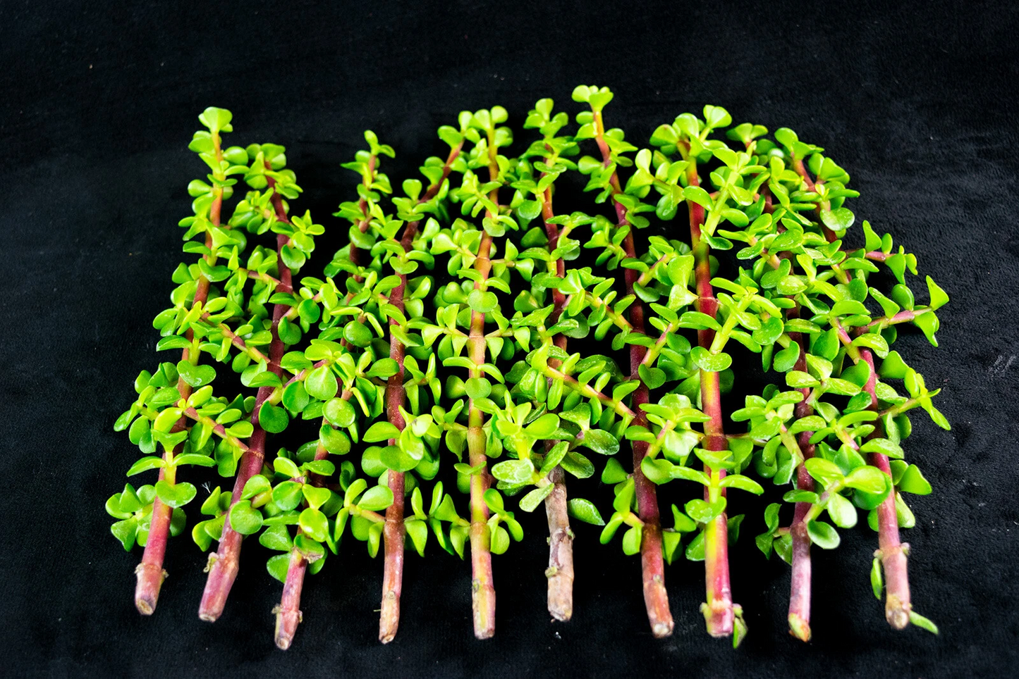 Succulent Cuttings - Portulacaria afra Elephant Bush - 30 Live Starter Stems for Pots, Bonsai, Indoor & Outdoor Gardens