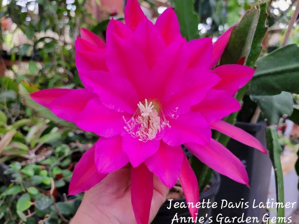 Epiphyllum Cuttings 8-10 Inches Jeanette Davis Latimer Orchid Cactus Live Plant Material