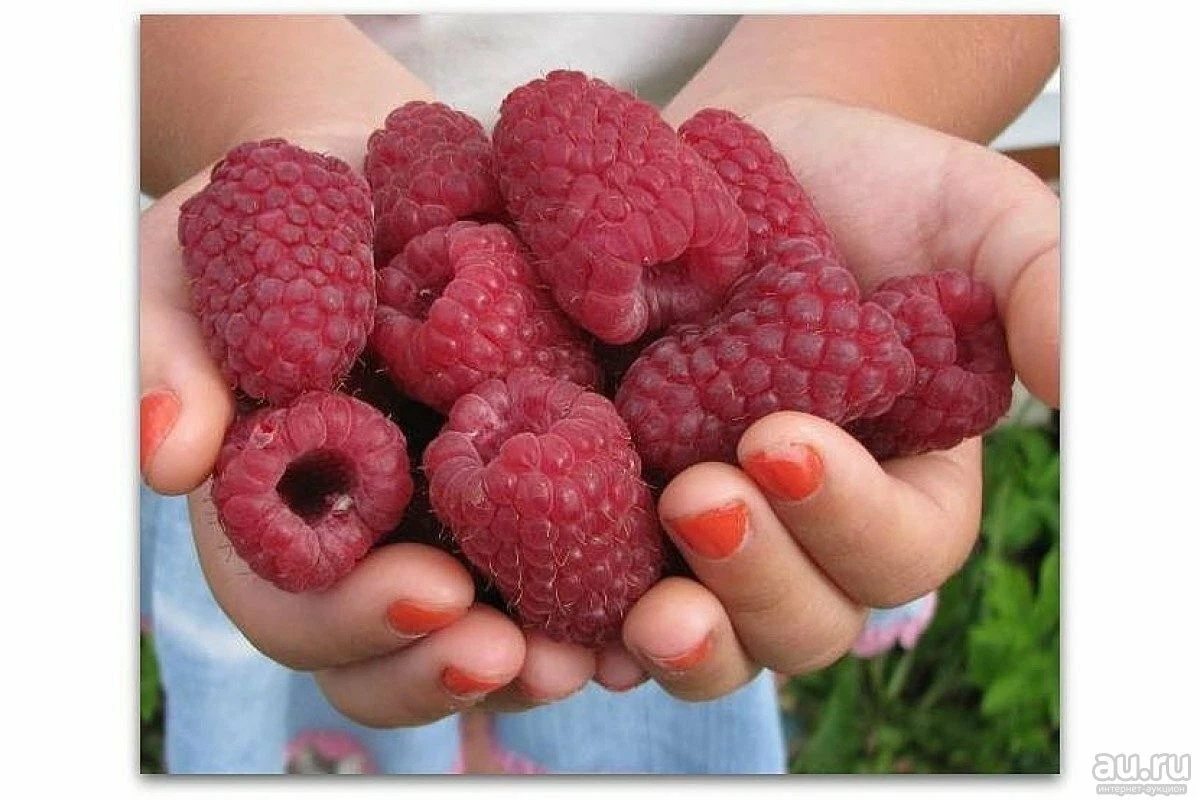 Russian Raspberry Cuttings â€˜Gordost Rossiiâ€™ Rubus idaeus Live Unrooted Stems for Propagation