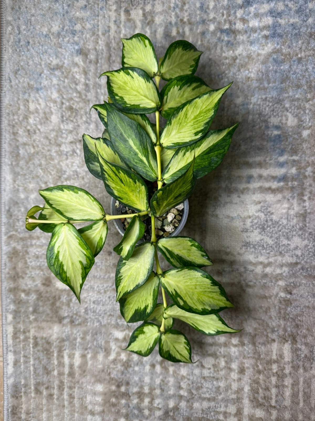 Hoya polyneura Inner Variegated Cutting – Rare Mermaid Tail Hoya Live Plant for Rooting & Growing